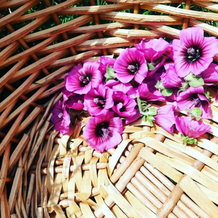 Mallow Flowers